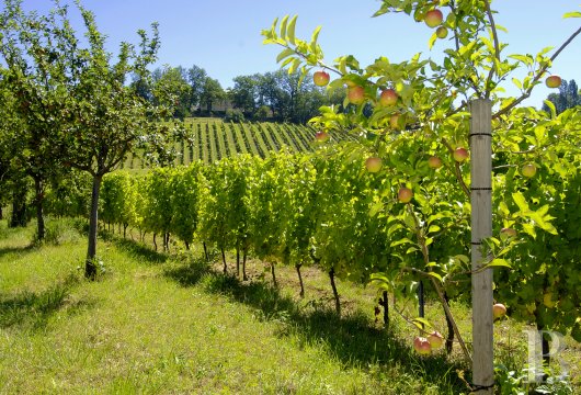 vineyards for sale France aquitaine   - 19