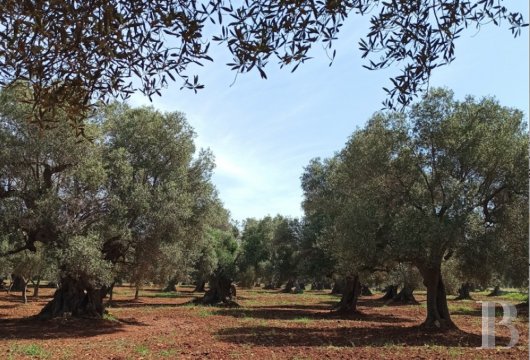 A 6-hectare plot of land along “Olive tree way” in Carovigno in the region of Apulia
